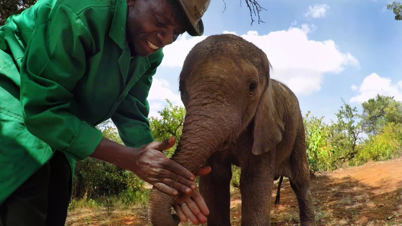 A caretaker nurtures a baby orphan elephant.